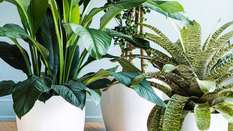 Moving Plants Safely During Cold Winter Weather